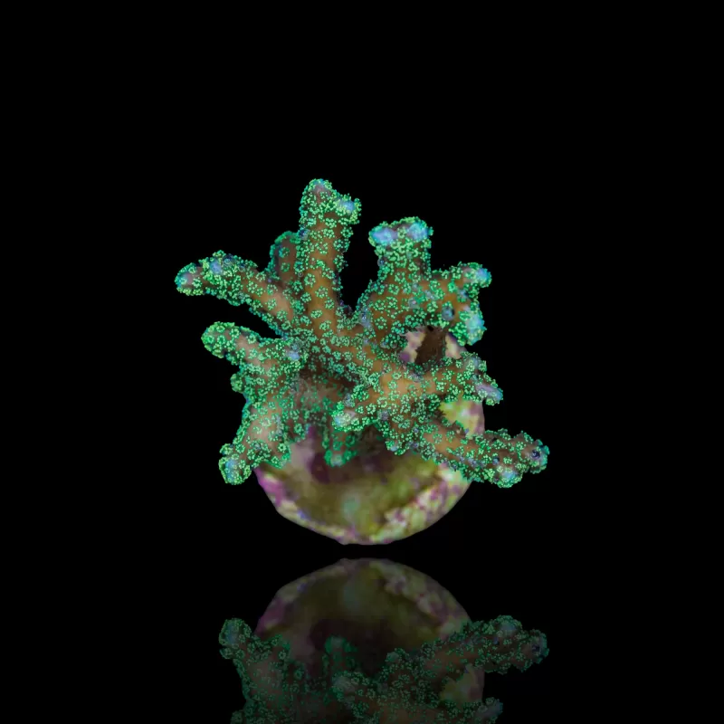 Seriatopora Caliendrum kopen? | Coralandfishstore.nl Seriatopora Caliendrum kopen? | Coralandfishstore.nl