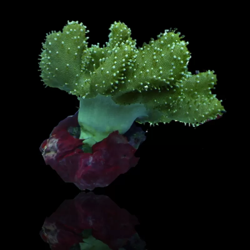 Lobophytum | Coralandfishstore.nl Lobophytum | Coralandfishstore.nl