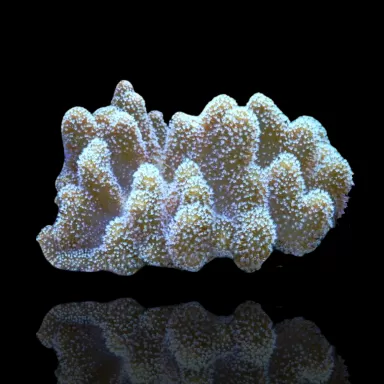 Lobophytum sp (L) Bali| Coralandfishstore.nl