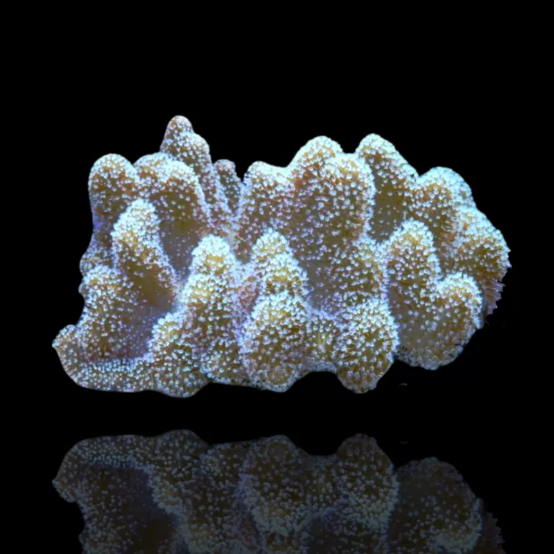 Lobophytum | Coralandfishstore.nl Lobophytum | Coralandfishstore.nl