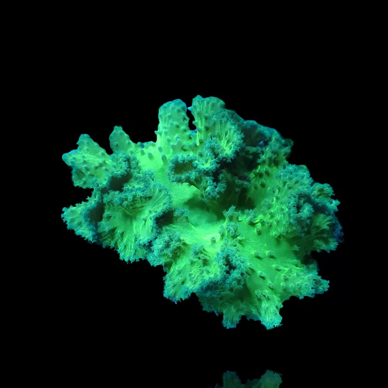Sinularia Dura Green- Kroepoekleder kopen | Coralandfishstore.nl Sinularia Dura Green- Kroepoekleder kopen | Coralandfishstore.nl
