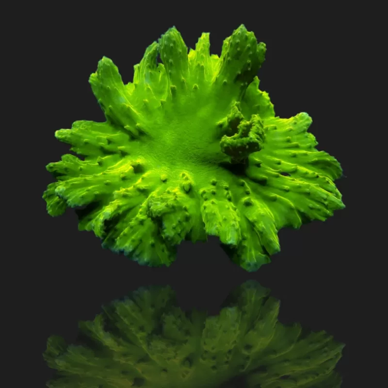 Sinularia Dura Green- Kroepoekleder kopen | Coralandfishstore.nl Sinularia Dura Green- Kroepoekleder kopen | Coralandfishstore.nl