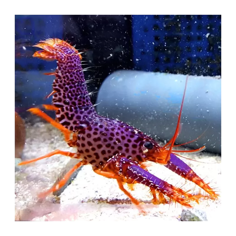Enoplometopus Debelius | Coralandfishstore.nl ✔ Laagste prijs Enoplometopus Debelius | Coralandfishstore.nl ✔ Laagste prijs
