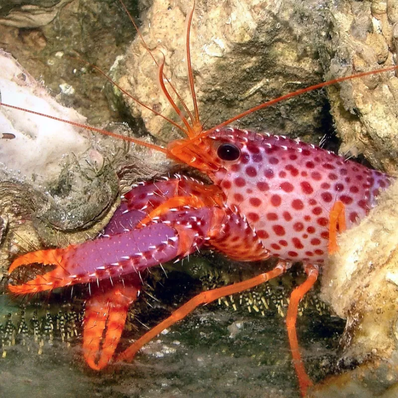 Enoplometopus Debelius | Coralandfishstore.nl ✔ Laagste prijs Enoplometopus Debelius | Coralandfishstore.nl ✔ Laagste prijs