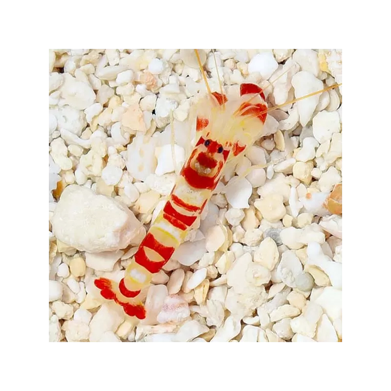 Alpheus Pistolengarnelen | Coralandfishstore.nl. ✔ Niedrigster Preis Alpheus Pistolengarnelen | Coralandfishstore.nl. ✔ Niedrigster Preis