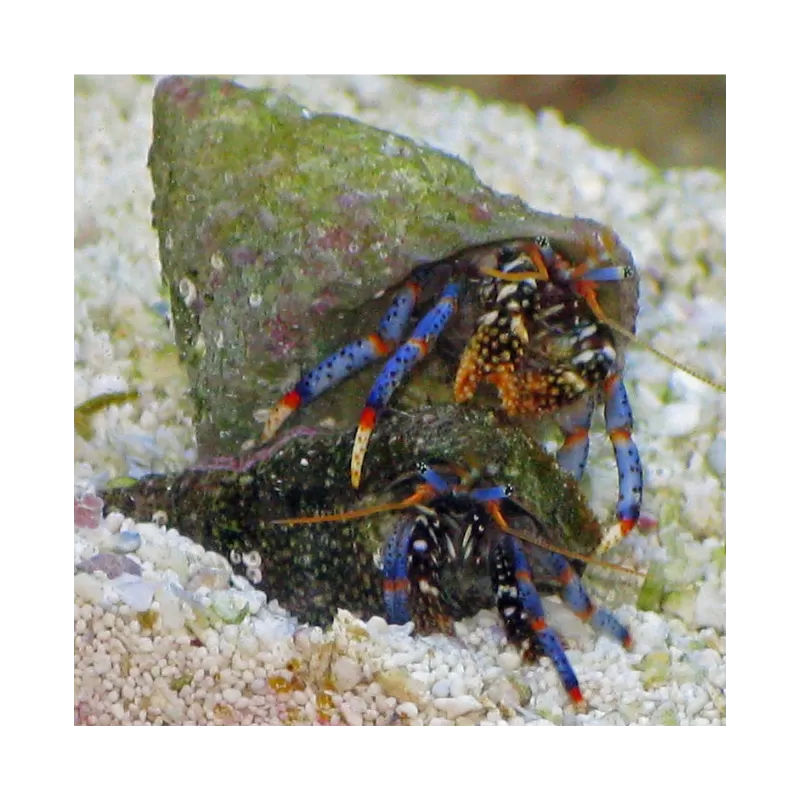 Clibanarius sp. - Hermietkreeft Clibanarius sp. - Hermietkreeft