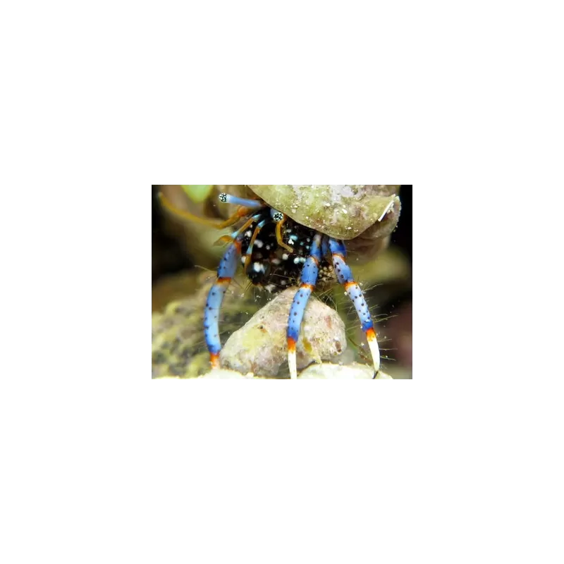 Clibanarius sp. - Hermietkreeft Clibanarius sp. - Hermietkreeft