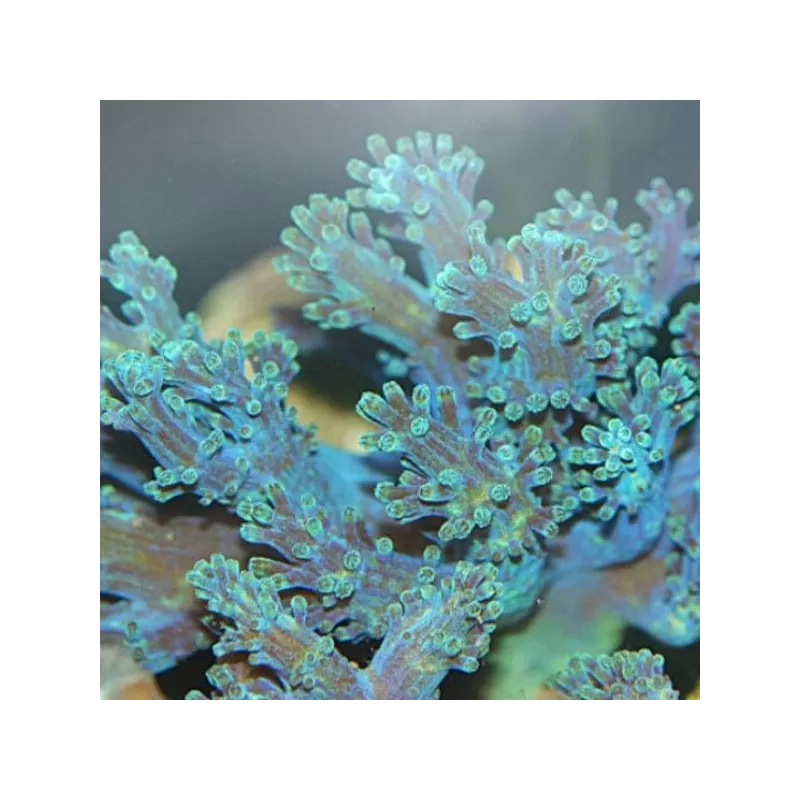 Cespitularia sp Fosfor Blue Kenia Cespitularia sp Fosfor Blue Kenia