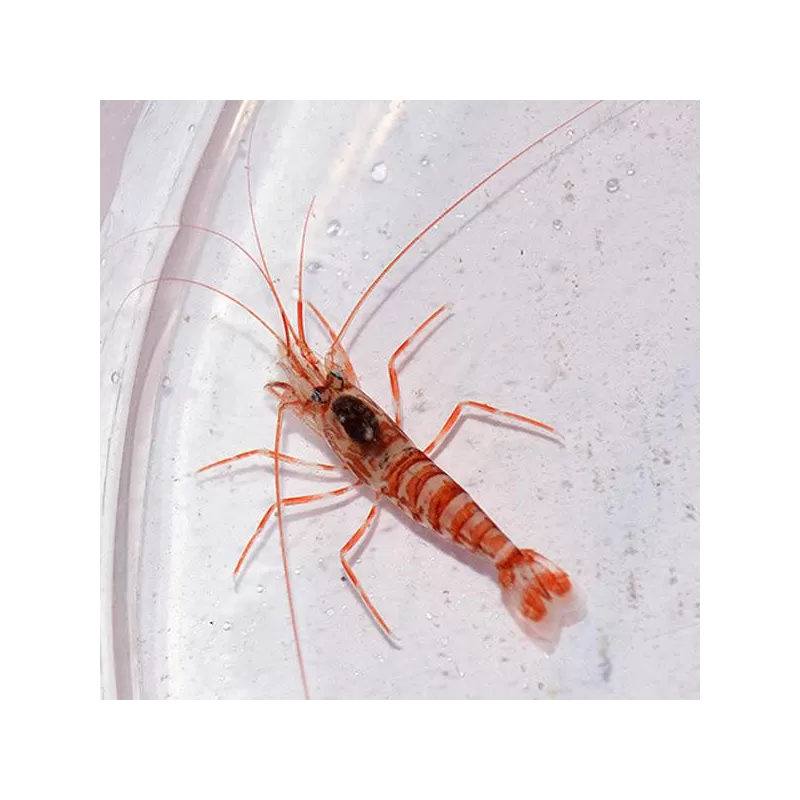 Lysmata Kükenthali | Coralandfishstore ✔ Einfach online bestellen! ✔ Niedrigster Preis Lysmata Kükenthali | Coralandfishstore ✔ Einfach online bestellen! ✔ Niedrigster Preis