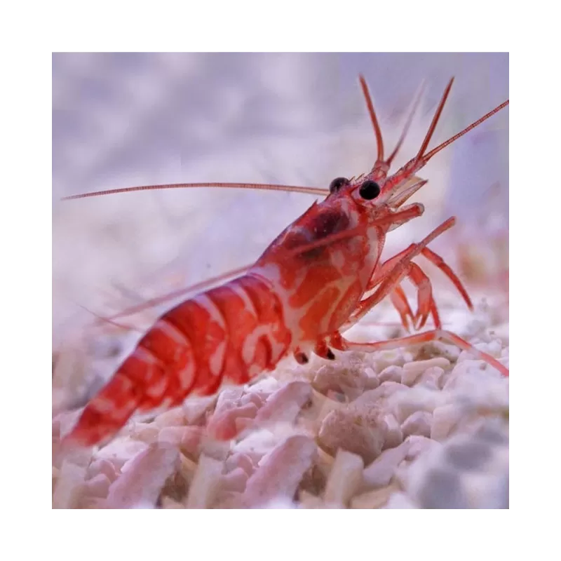 Lysmata Kükenthali | Coralandfishstore ✔ Einfach online bestellen! ✔ Niedrigster Preis Lysmata Kükenthali | Coralandfishstore ✔ Einfach online bestellen! ✔ Niedrigster Preis