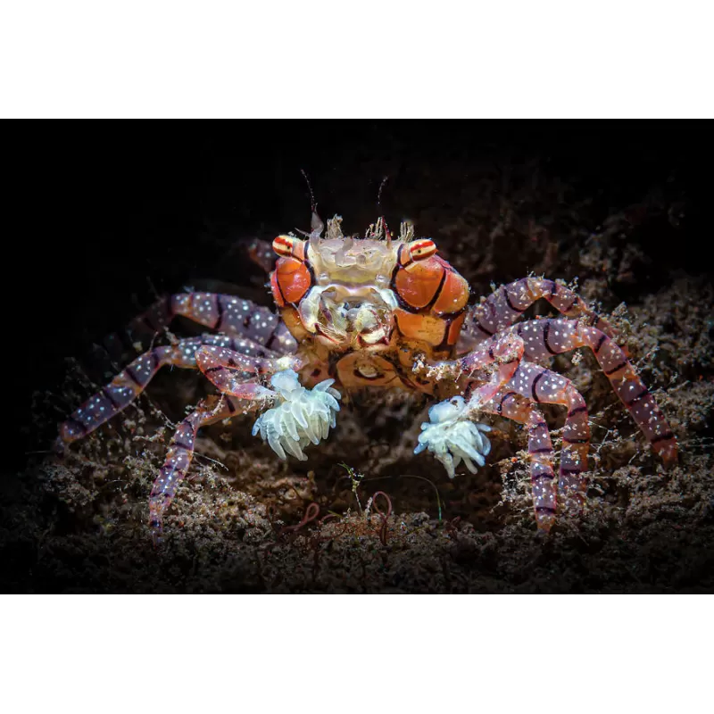 Lybia Tessellata is gekent bij ons als de boxerkrab of pompomkrab Lybia Tessellata is gekent bij ons als de boxerkrab of pompomkrab