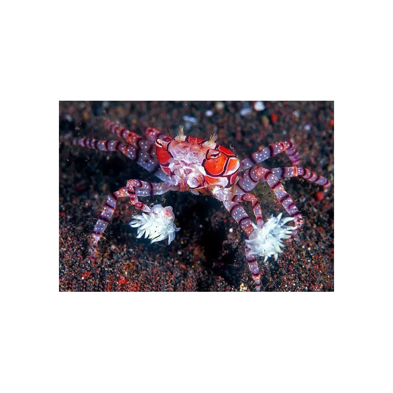 Lybia Tessellata is gekent bij ons als de boxerkrab of pompomkrab Lybia Tessellata is gekent bij ons als de boxerkrab of pompomkrab