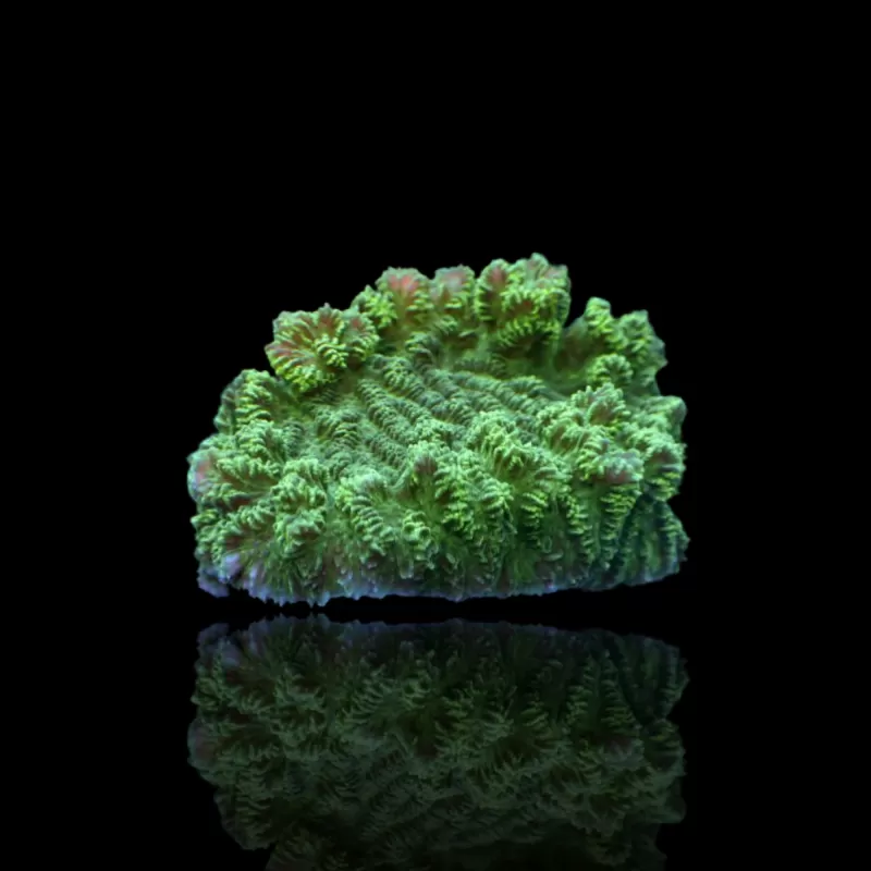 Merulina Ampliata Green bestellen ? l Coralandfishstore.nl Merulina Ampliata Green bestellen ? l Coralandfishstore.nl