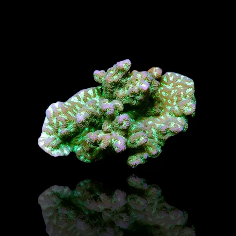 Merulina Ampliata Green bestellen ? l Coralandfishstore.nl Merulina Ampliata Green bestellen ? l Coralandfishstore.nl