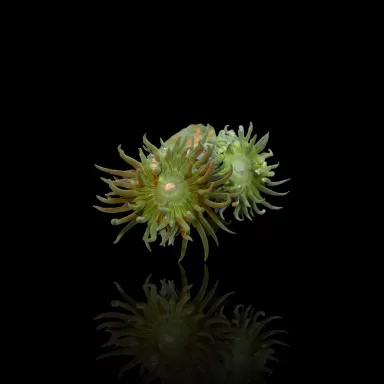 Duncanopsammia Axifuga in Australien kaufen? | Coralandfishstore.nl