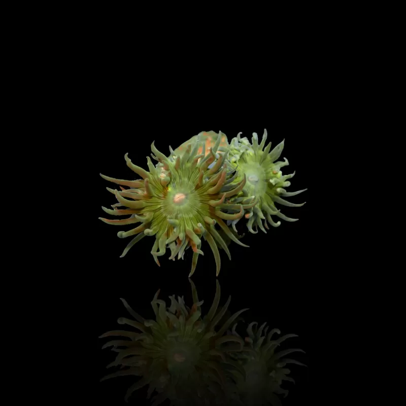 Duncanopsammia Axifuga in Australien kaufen? | Coralandfishstore.nl Duncanopsammia Axifuga in Australien kaufen? | Coralandfishstore.nl