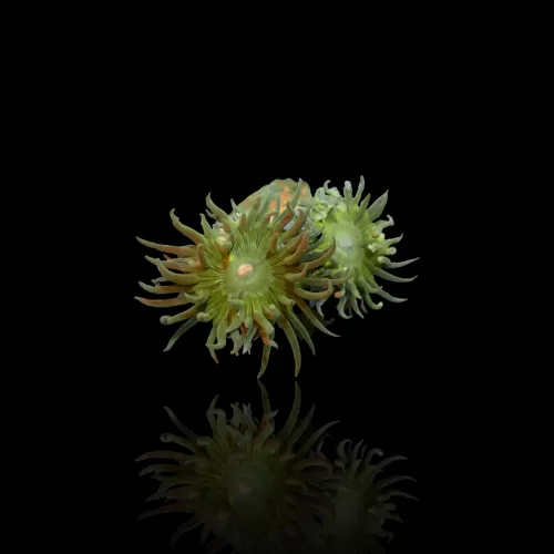 Duncanopsammia Axifuga M-Größe Australien| Coralandfishstore.nl