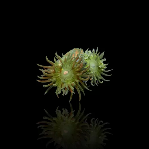 Duncanopsammia Axifuga in Australien kaufen? | Coralandfishstore.nl