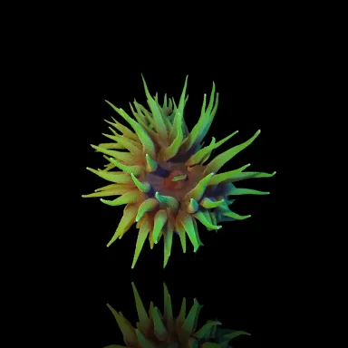 Duncanopsammia Axifuga in Australien kaufen? | Coralandfishstore.nl