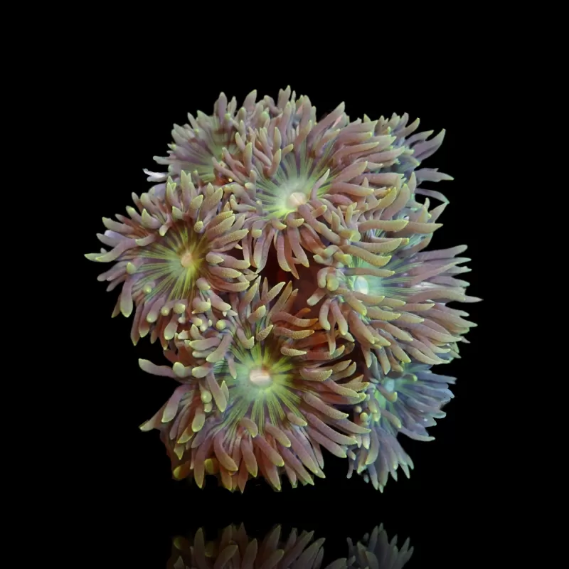 Duncanopsammia Axifuga in Australien kaufen? | Coralandfishstore.nl Duncanopsammia Axifuga in Australien kaufen? | Coralandfishstore.nl