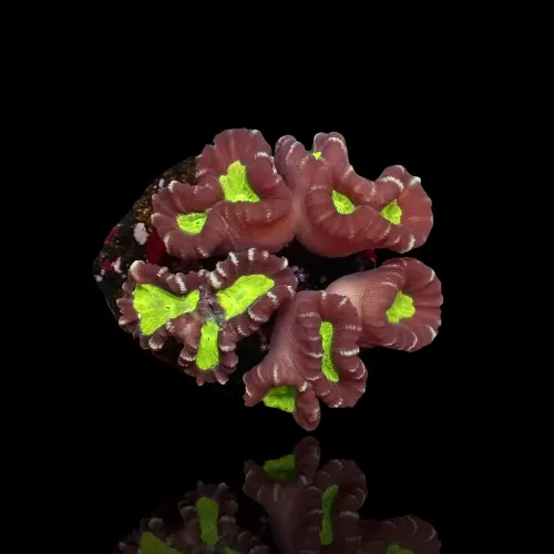 Möchten Sie Caulastrea echinulata Australien (pro Stück) bestellen? l Coralandfishstore.nl