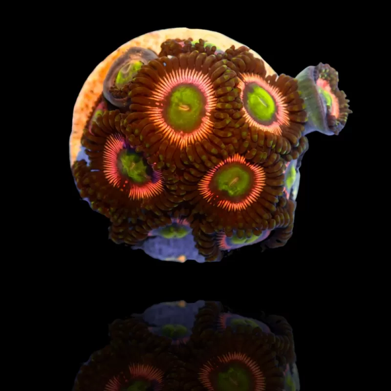 Zoanthus Lord of the Rings| Coralandfishstore.nl Zoanthus Lord of the Rings| Coralandfishstore.nl