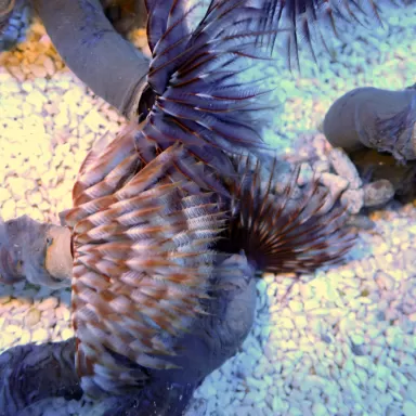 Sabellastarte sp Weicher Rohrwurm | Coralandfishstore.nl