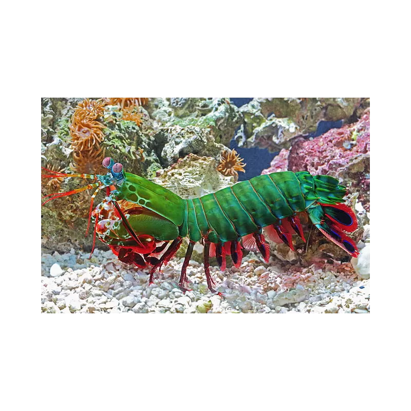 Möchten Sie Odontodactylus Scyllarus kaufen? | Coralandfishstore.nl Möchten Sie Odontodactylus Scyllarus kaufen? | Coralandfishstore.nl
