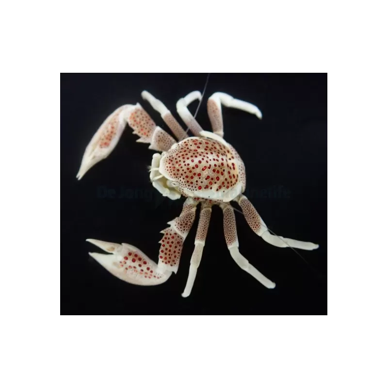 Neopetrolisthes Ohshimai | Coralandfishstore.nl Neopetrolisthes Ohshimai | Coralandfishstore.nl