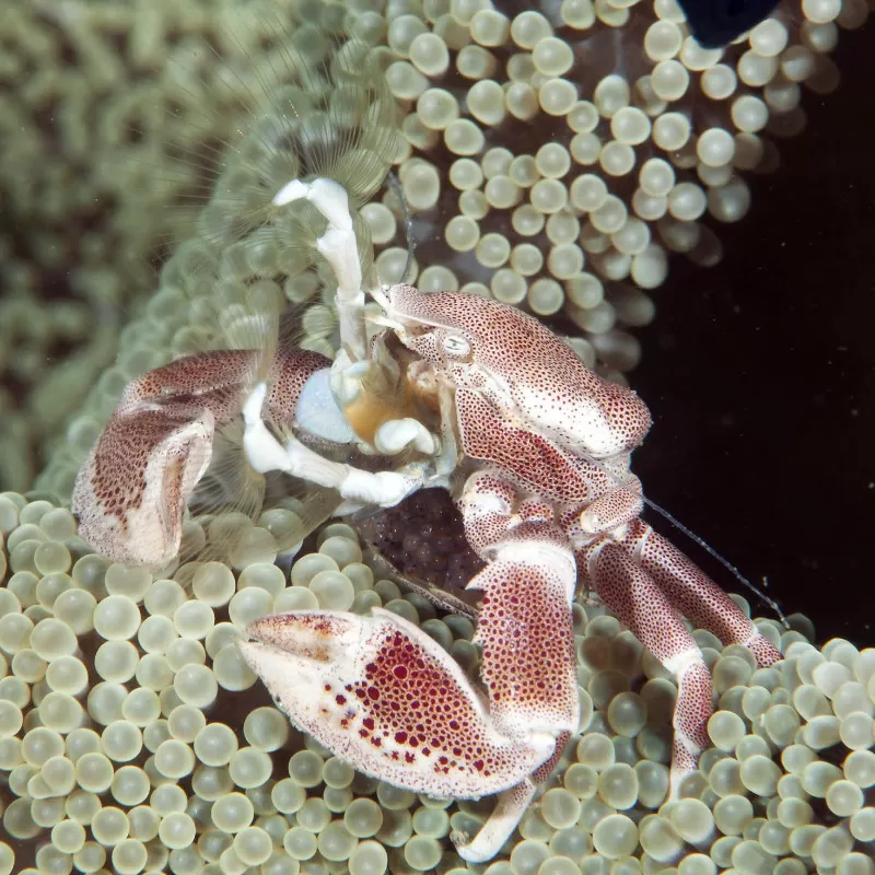 Neopetrolisthes Ohshimai | Coralandfishstore.nl Neopetrolisthes Ohshimai | Coralandfishstore.nl