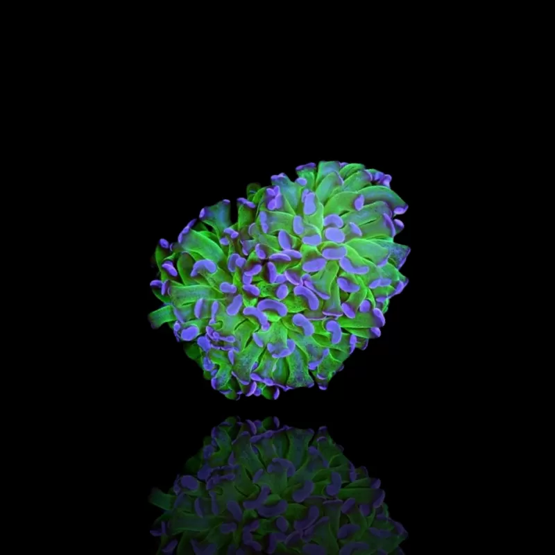 Euphyllia Paraancora Groen-paars kopen | Coralandfishstore.nl Euphyllia Paraancora Groen-paars kopen | Coralandfishstore.nl
