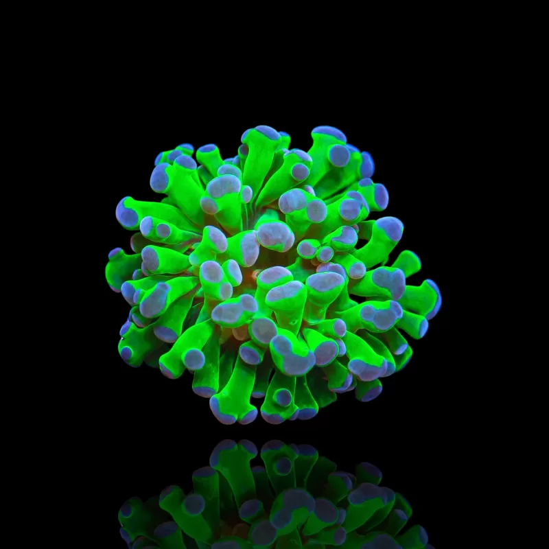 Euphyllia Paraancora Groen-paars kopen | Coralandfishstore.nl Euphyllia Paraancora Groen-paars kopen | Coralandfishstore.nl