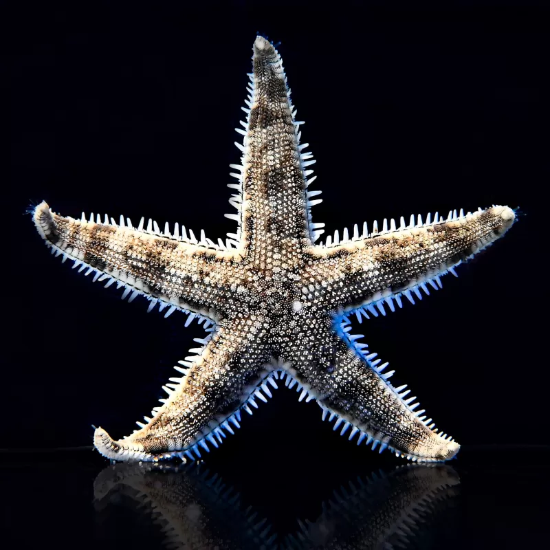 Coral and Fishstore - Archaster Typicus of de zandzevende zeester Coral and Fishstore - Archaster Typicus of de zandzevende zeester