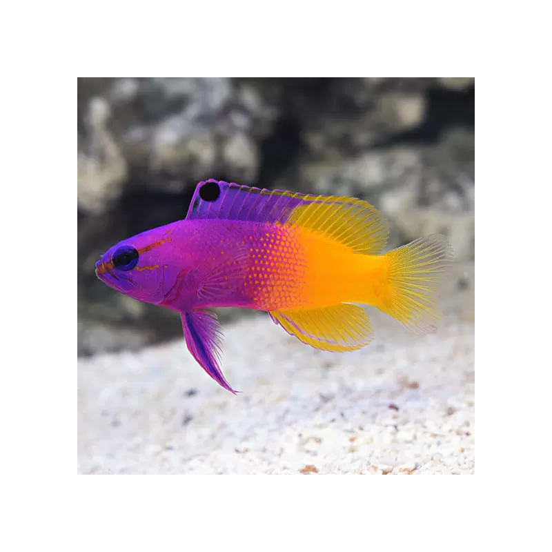 Gramma Loreto - Royal gramma | Coralandfishstore.nl Gramma Loreto - Royal gramma | Coralandfishstore.nl