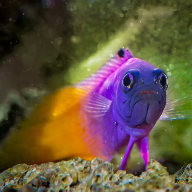 Gramma Loreto - Royal gramma | Coralandfishstore.nl Gramma Loreto - Royal gramma | Coralandfishstore.nl