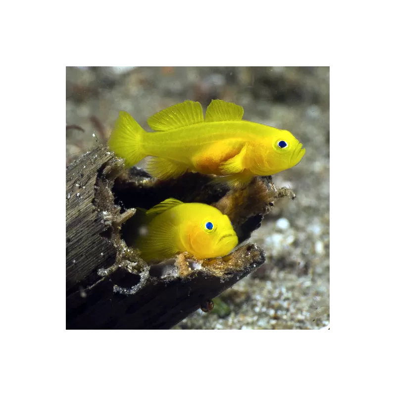 Gobiodon Okinawae - Gele koraalgobie bestellen ? l Coralandfishstore.nl Gobiodon Okinawae - Gele koraalgobie bestellen ? l Coralandfishstore.nl