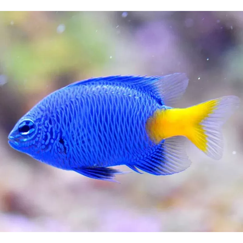 Chrysiptera Parasema | Coralandfishstore.nl Chrysiptera Parasema | Coralandfishstore.nl