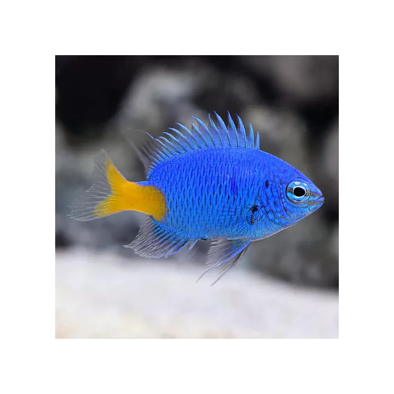 Chrysiptera Parasema | Coralandfishstore.nl Chrysiptera Parasema | Coralandfishstore.nl