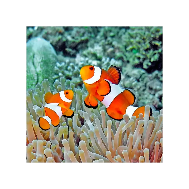 Möchten Sie Amphiprion Occelaris kaufen? | Coralandfishstore.nl Möchten Sie Amphiprion Occelaris kaufen? | Coralandfishstore.nl
