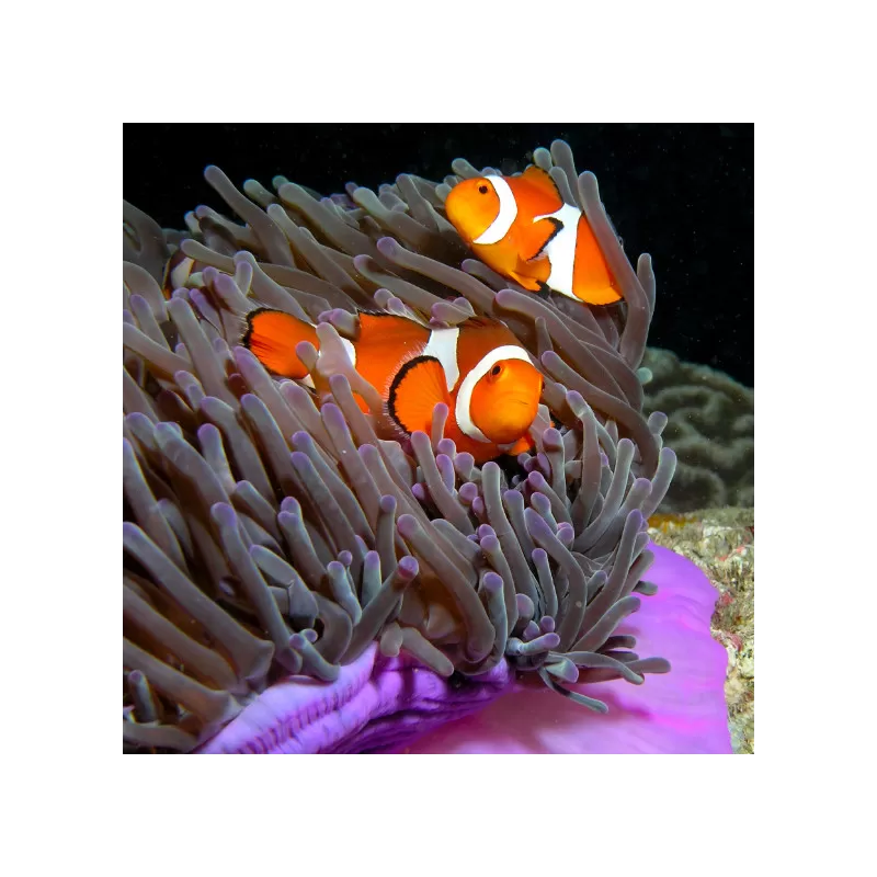 Möchten Sie Amphiprion Occelaris kaufen? | Coralandfishstore.nl Möchten Sie Amphiprion Occelaris kaufen? | Coralandfishstore.nl