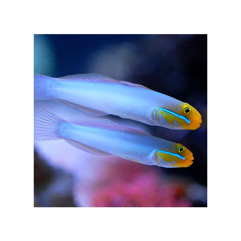Valenciennea Strigata - Blaustreifenstrandläufer Valenciennea Strigata - Blaustreifenstrandläufer