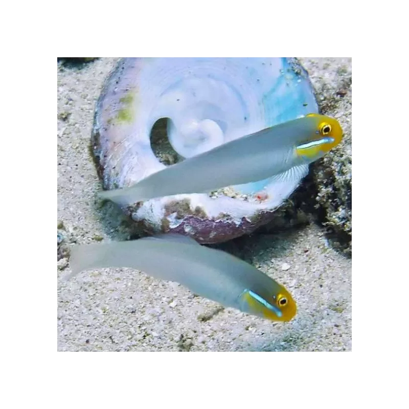 Valenciennea Strigata - Blaustreifenstrandläufer Valenciennea Strigata - Blaustreifenstrandläufer