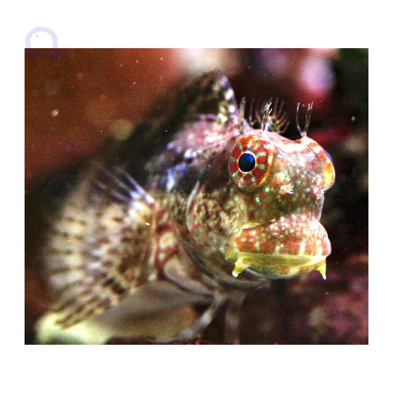 Salarias fasciatus | Coralandfishstore.nl Salarias fasciatus | Coralandfishstore.nl
