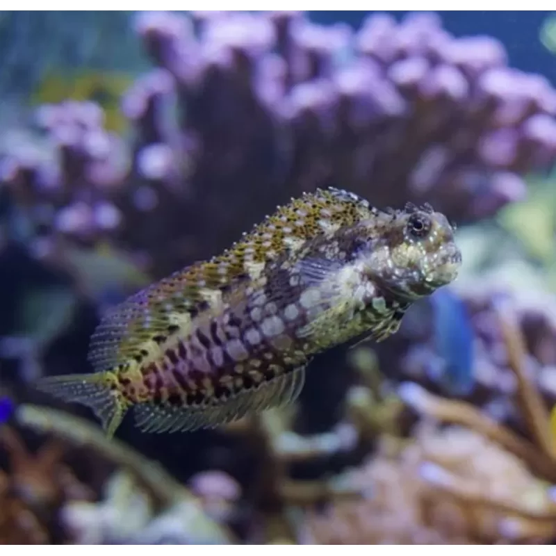 Salarias fasciatus | Coralandfishstore.nl Salarias fasciatus | Coralandfishstore.nl