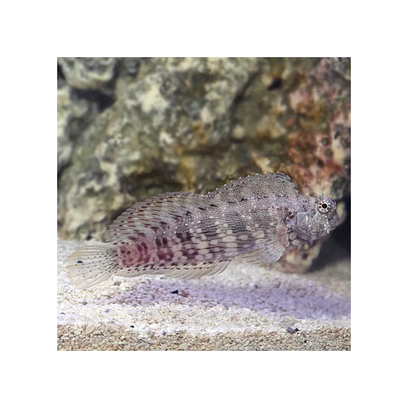 Salarias fasciatus | Coralandfishstore.nl Salarias fasciatus | Coralandfishstore.nl