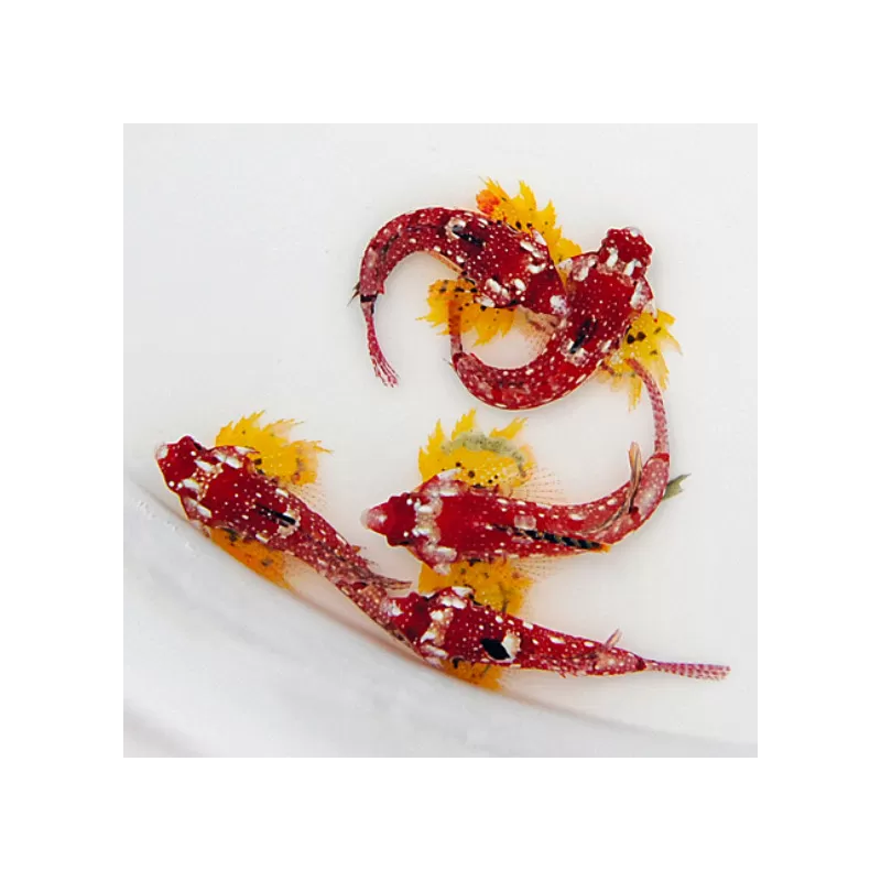 Synchiropus Sycorax | Coralandfishstore.nl Synchiropus Sycorax | Coralandfishstore.nl