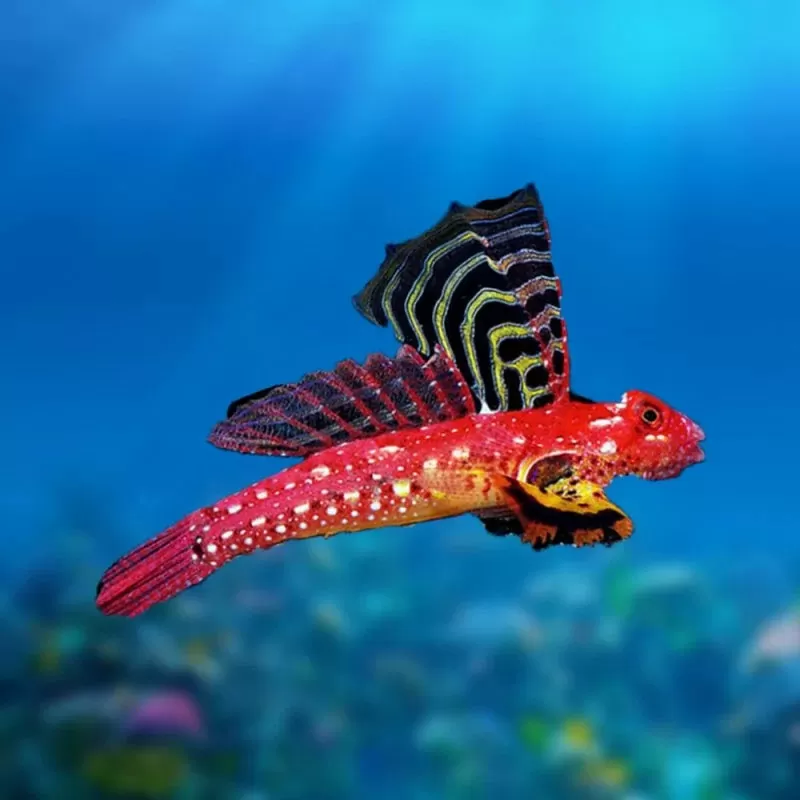 Synchiropus Sycorax | Coralandfishstore.nl Synchiropus Sycorax | Coralandfishstore.nl