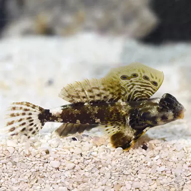Synchiropus ocellatus - Brauner Grubenfisch - Scooter Blennie