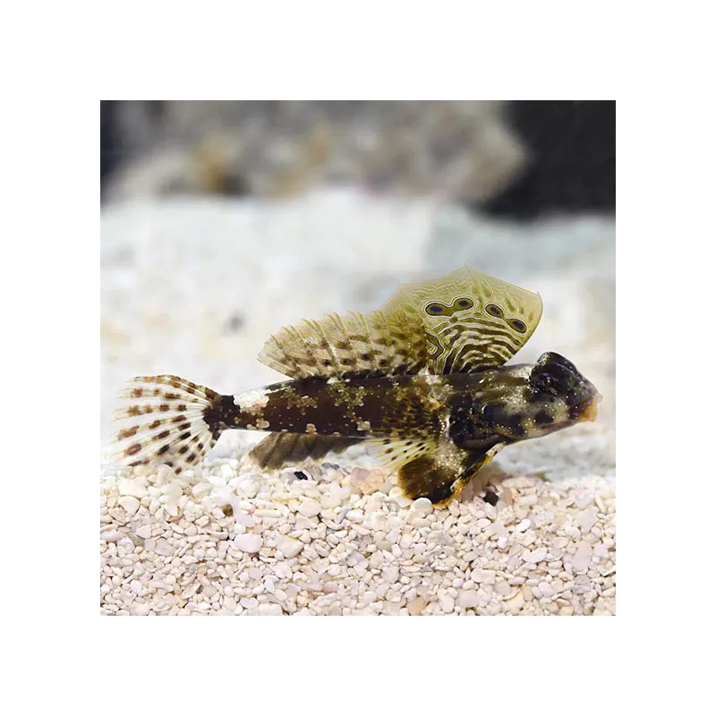 Synchiropus Ocellatus - Bruine pitvis - Scooter Blennie Synchiropus Ocellatus - Bruine pitvis - Scooter Blennie