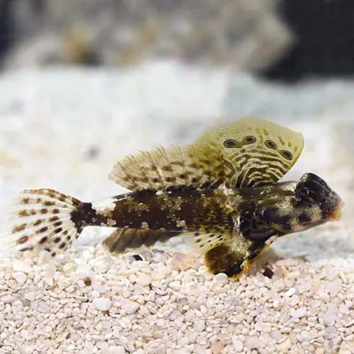 Synchiropus ocellatus - Brauner Grubenfisch - Scooter Blennie